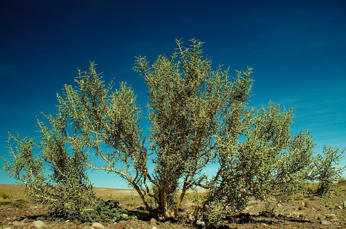 Etnia Rica Rica Hierba Natural Altiplanica Cosecha Aymara 3