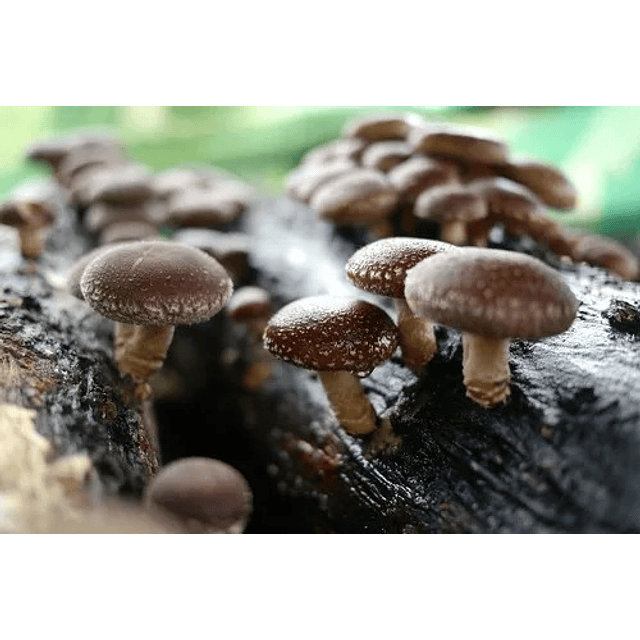 Fungi Pharma Pack Extracto De Hongo Cordyceps Y Shiitake