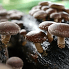 Fungi Pharma Pack Extracto De Hongo Cordyceps Y Shiitake