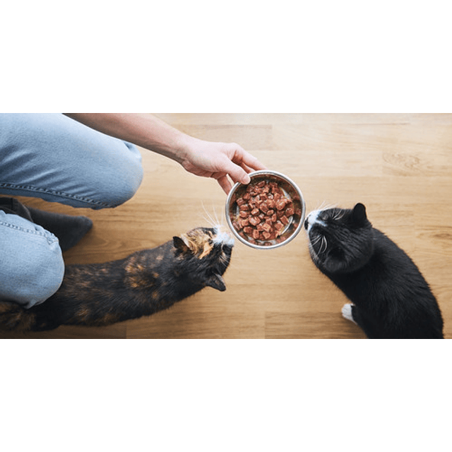 Probiocat Probioticos Para Gatos Sabor Carne 10 Cepas 100 Ml