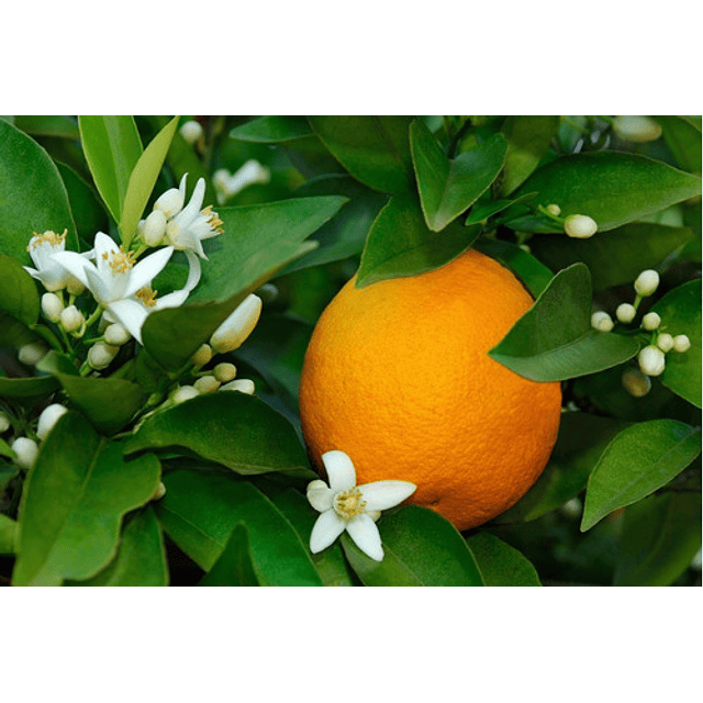 Jabon Extra Suave Flor De Naranja 2x 100 Gr Le Petit Olivier