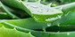 Aloe Vera Puro Gel 500 Ml Apicola Del Alba - Miniatura 2