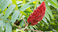 Suk Sumac toque Alimonado 70 Gr Sabor Citrico - Miniatura 3