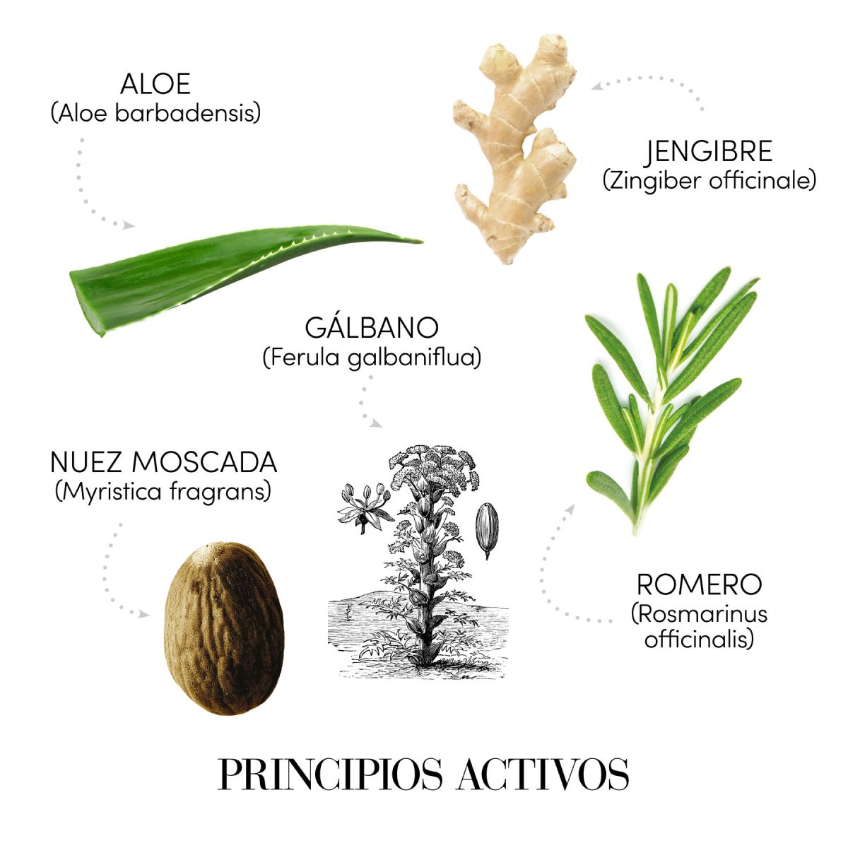 Medavita Puroxine Shampoo Anticaspa 250ml 3