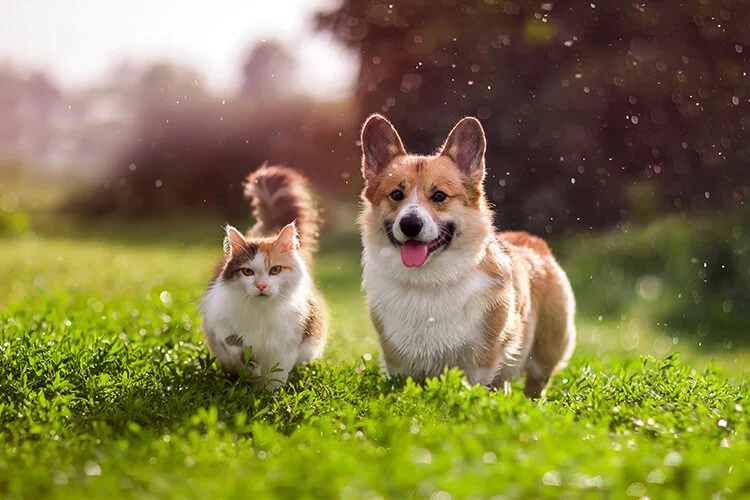 Frontline Spray 100ml Antiparasitario Externo Perros Gatos 3