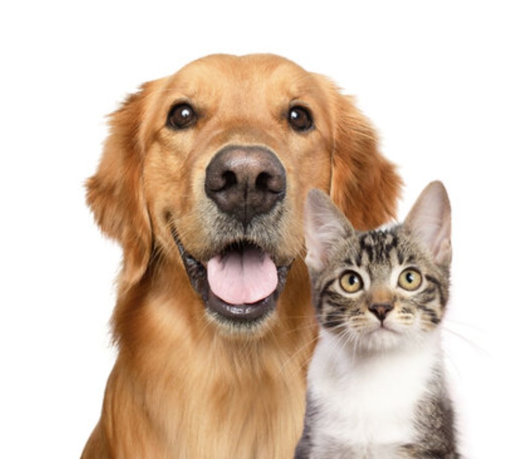 Pet-Otic Solucion Limpieza Otica Perros y Gatos 100ml Drag Pharma 3