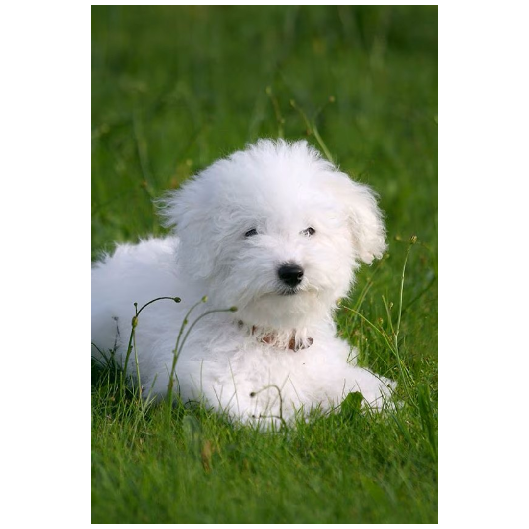 Bravecto Antipulgas y Garrapatas para Mascotas 2 a 4.5Kg 4