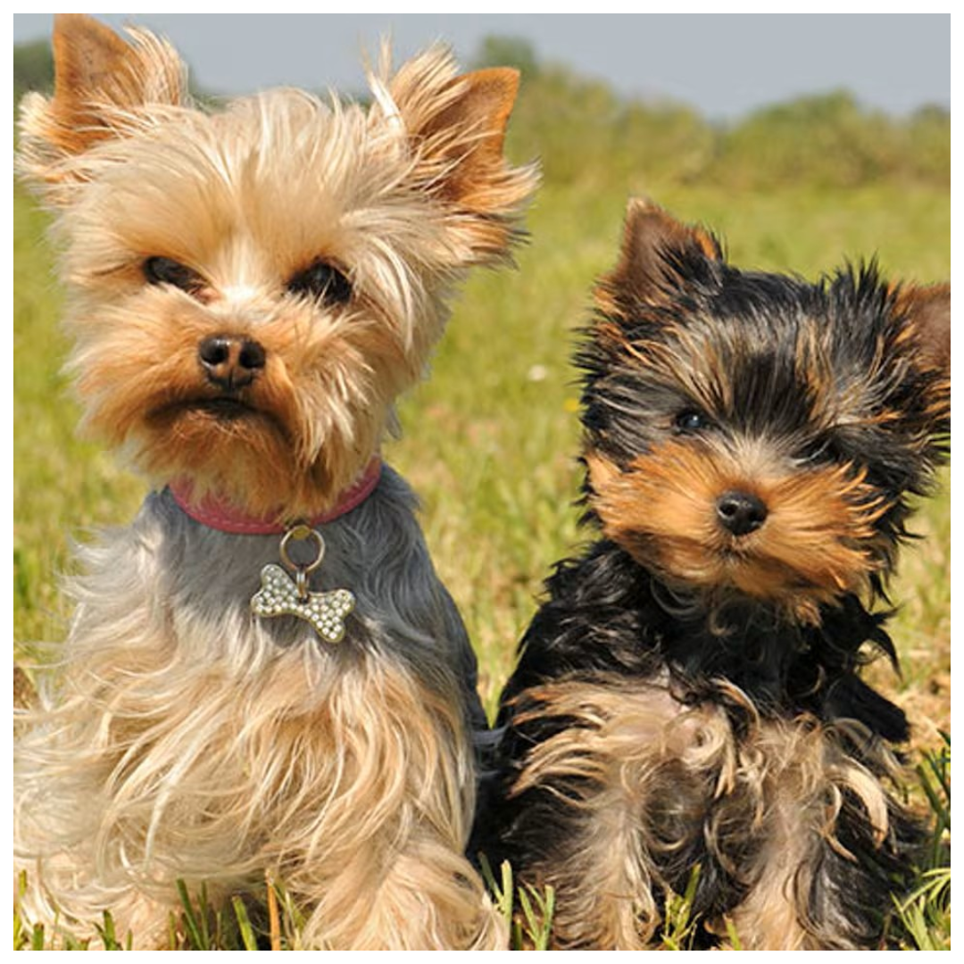 Bravecto Antipulgas y Garrapatas para Mascotas 2 a 4.5Kg 2