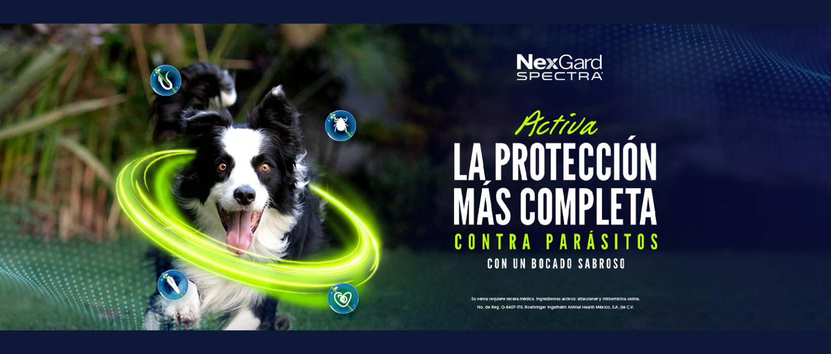 Spectra Antipulgas perros 15.1 a 30kg Sabor Carne 3uni NexGard 5