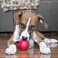 Kong Ball M/L 13-30 Kg Color Rojo - Miniatura 5