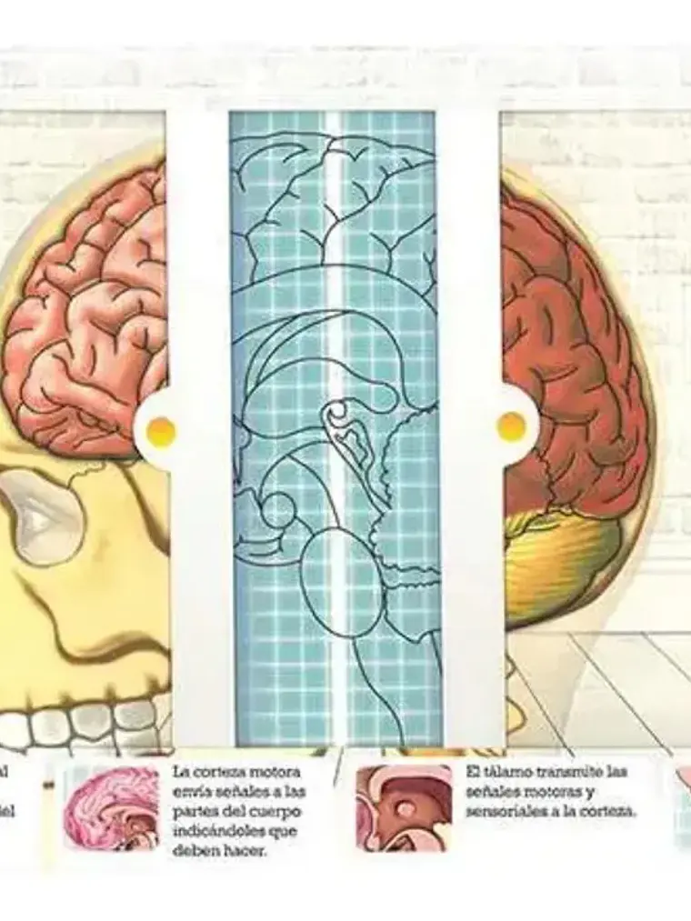Scanorama Cuerpo Humano. Desliza - Escanea - Descubre 2