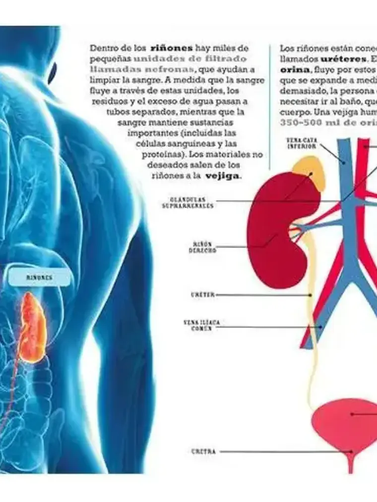 Scanorama Cuerpo Humano. Desliza - Escanea - Descubre 3