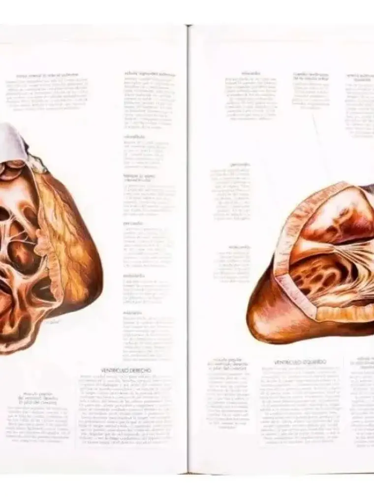 Atlas Anatomía Fisiología Patología Del Cuerpo Humano 3