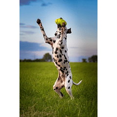 Kong Air Dog Football Americano Para Tu Mascota Talla L