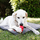 Kong Fold-up Cama Mascotas De Viaje Comoda Para Auto 92x60cm 5