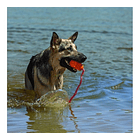 Juguete Kong Aqua Para Tu Mascota Talla L 2