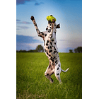 Kong Air Dog Football Americano Para Tu Mascota Talla M 2