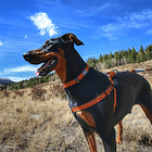 Arnés Para Perros Coastal K9 Explorer Reflectante 3