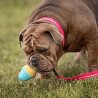 Juguete Forma Cono Helado Ice Pop Perros Refrescante 4