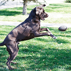 Planet Dog Orbee Tuff Dispensador Comida Fútbol Americano 7