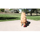 Kong Ballistic Hide¨n Treat Para Tu Mascota 5