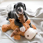 Peluche De Juguete Para Tu Mascota Kong Cozie 9