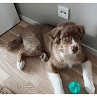 Kong Squeezz Ball Dental 2