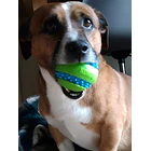 Juguete Para Perros Kong Squeezz Goomz Ball, Tamaño Grande, Color Verde 5