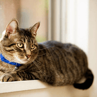 Pack  De 12 Unid De Collar Para Gatos O Mascotas 2