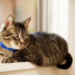 Pack  De 4 Unid De Collar Para Gatos Cascabel De Silicona