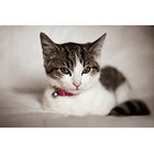 Pack  De 4 Unid De Collar Para Gatos Cascabel De Silicona 4