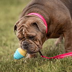 Juguete Forma Cono Helado Ice Pop Perros Refrescante Color Frutilla 4