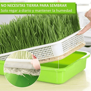 2 Bandeja Microgreens Germinador Almaciguera De Semilla / Verde