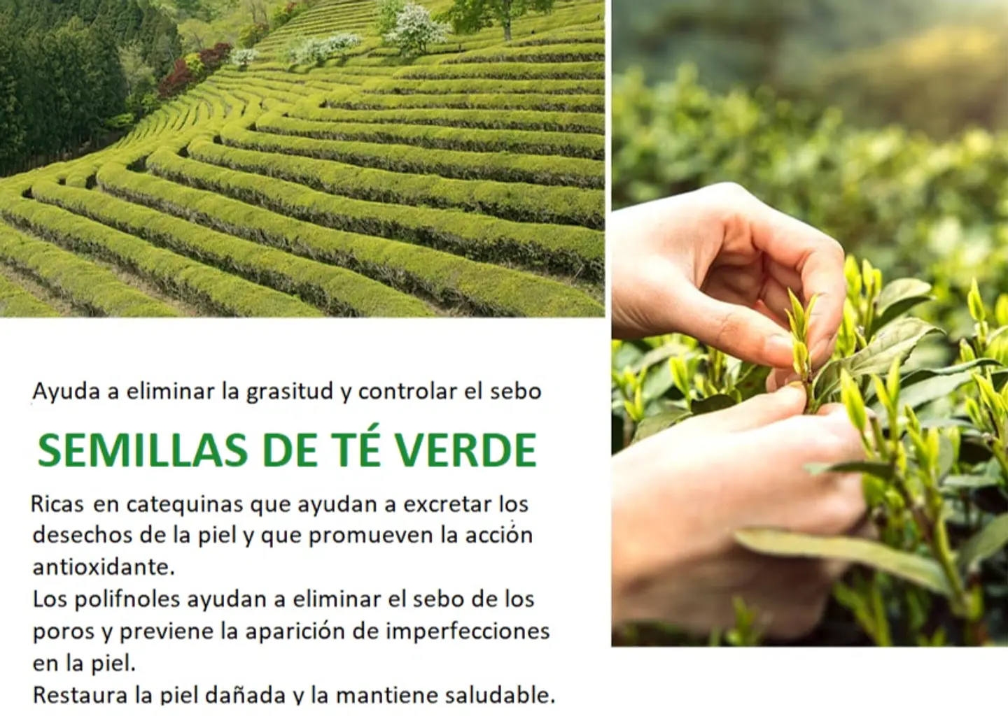 Green Tea Seed Pure Cleansing Foam (Farm Stay) -180ml Espuma limpiadora pieles mixtas y grasas, 3