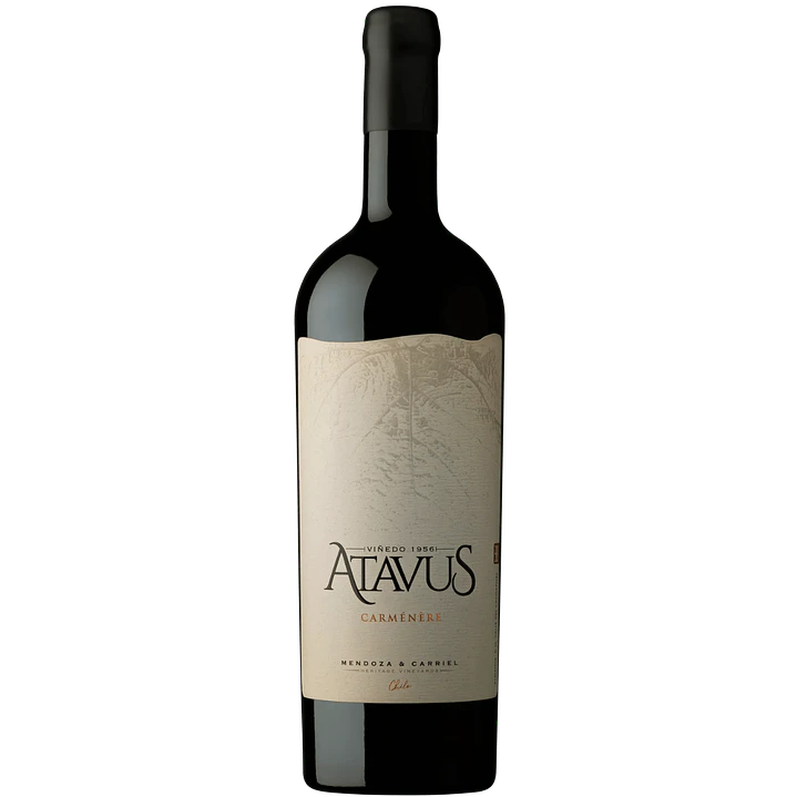 Mendoza & Carriel Atavus 1
