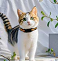 Collar rastreador gps mascotas - Miniatura 2