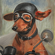 Bia (Teckel / Salsicha / Dachshund)