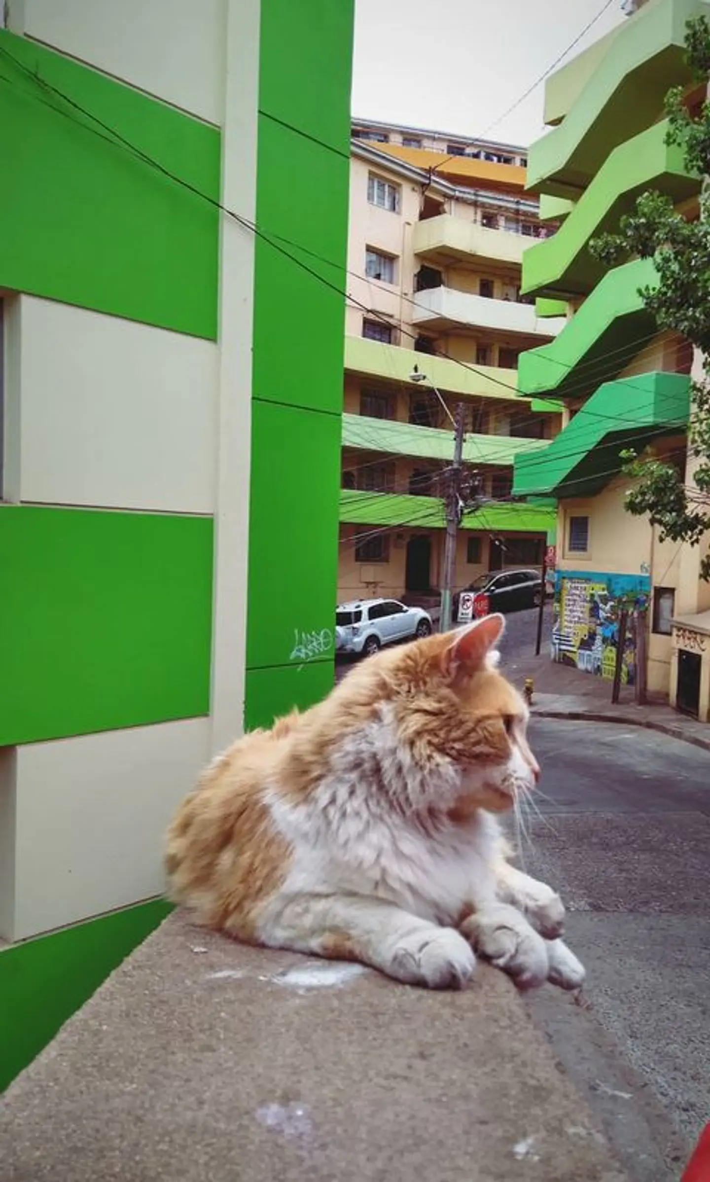 Imán gatito en Población Quebrada Márquez Valparaíso 5