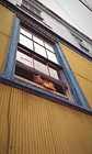 Imán de gatito en ventana de cerro Alegre - Miniatura 5