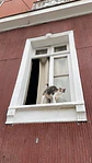 Imán de gatito coqueto en ventana - Miniatura 5