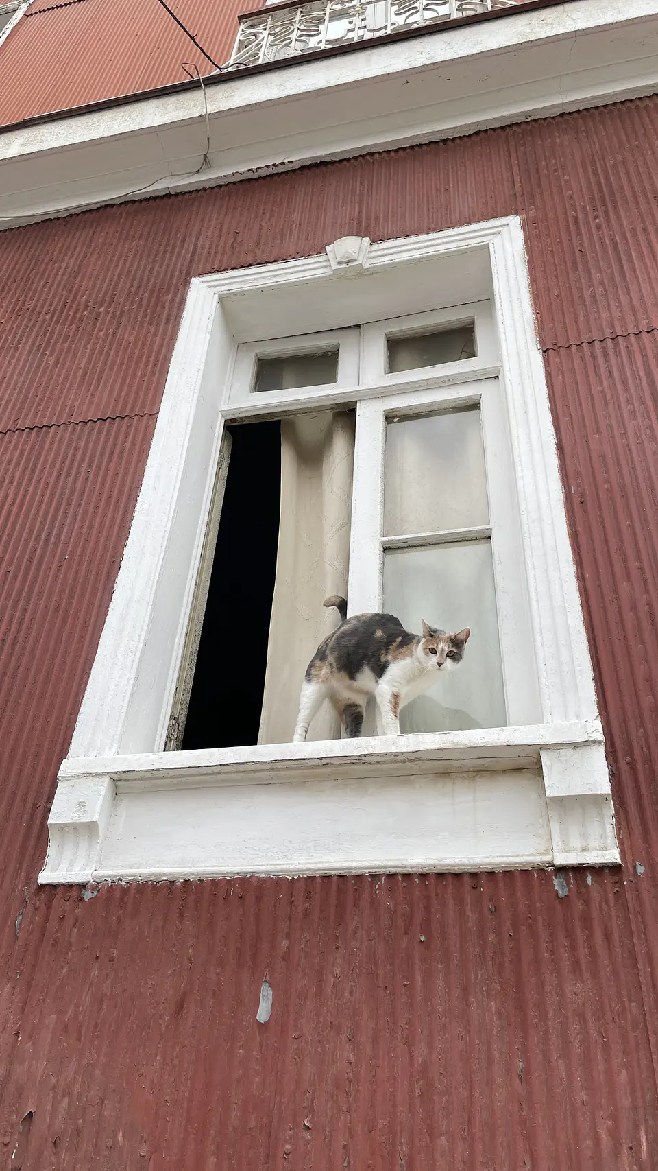 Imán de gatito coqueto en ventana 5