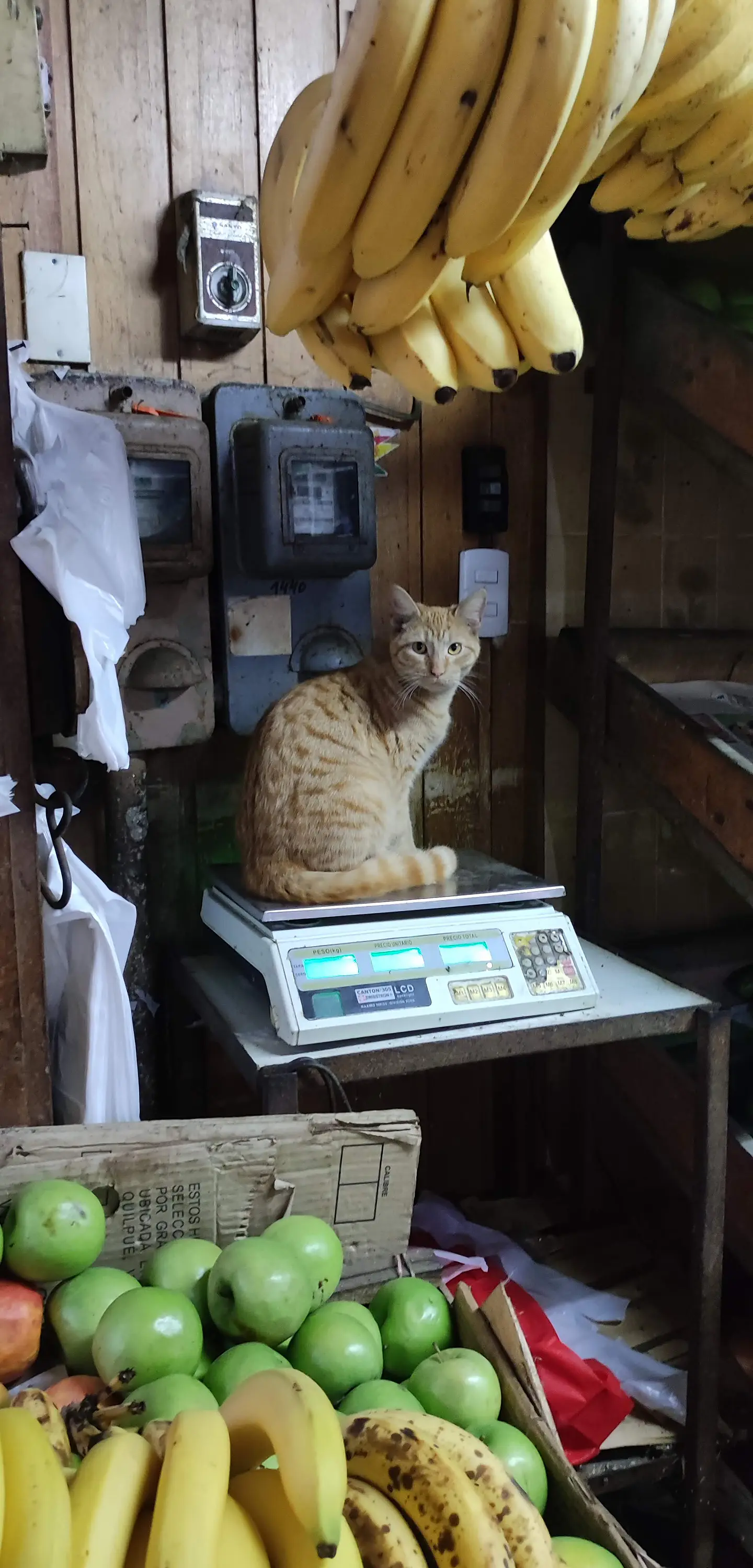 Imán a luquita el kilo de gato 5