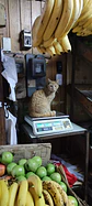 Imán a luquita el kilo de gato - Miniatura 5