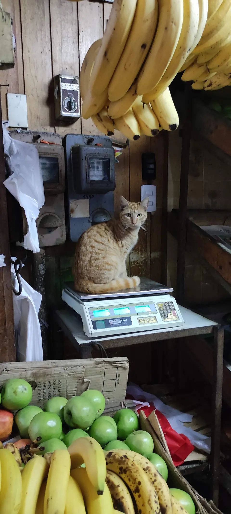 Imán a luquita el kilo de gato 5