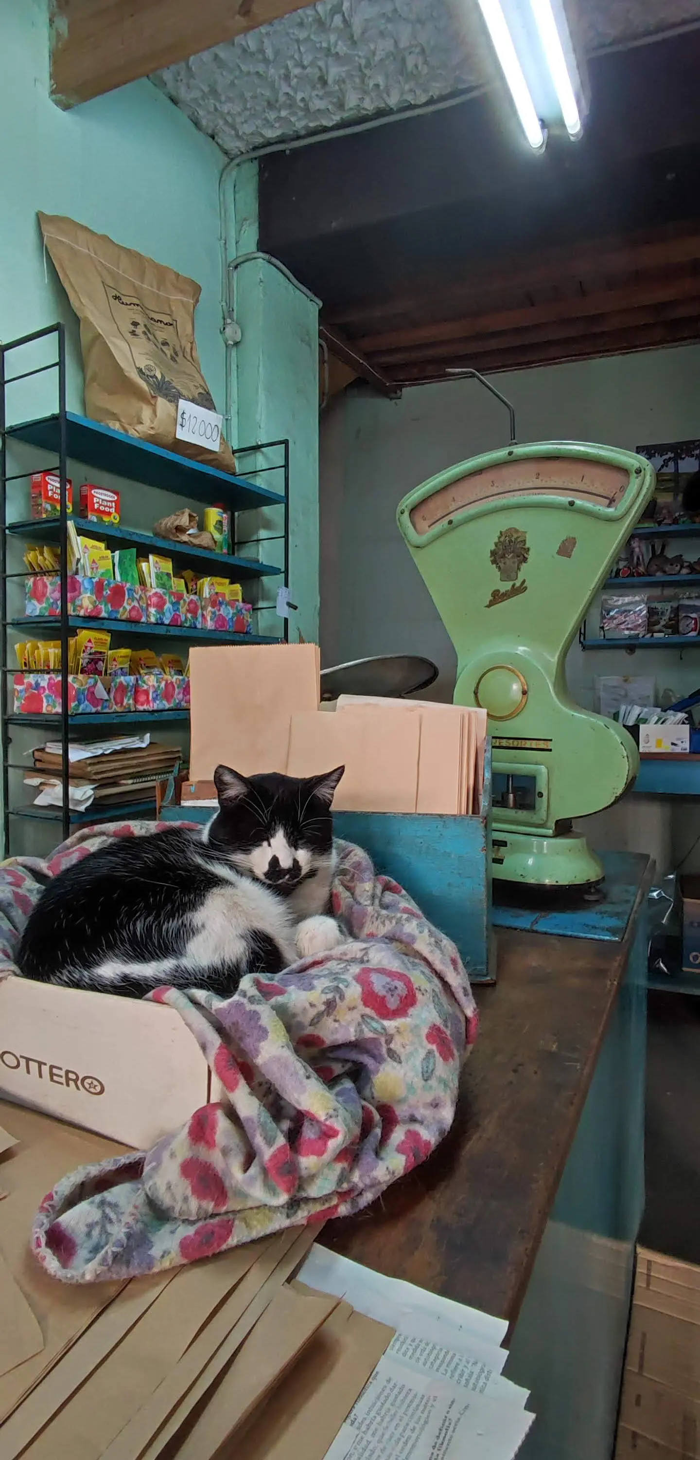 Imán gatito semillería el Progreso 5
