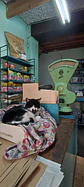 Imán gatito semillería el Progreso - Miniatura 5