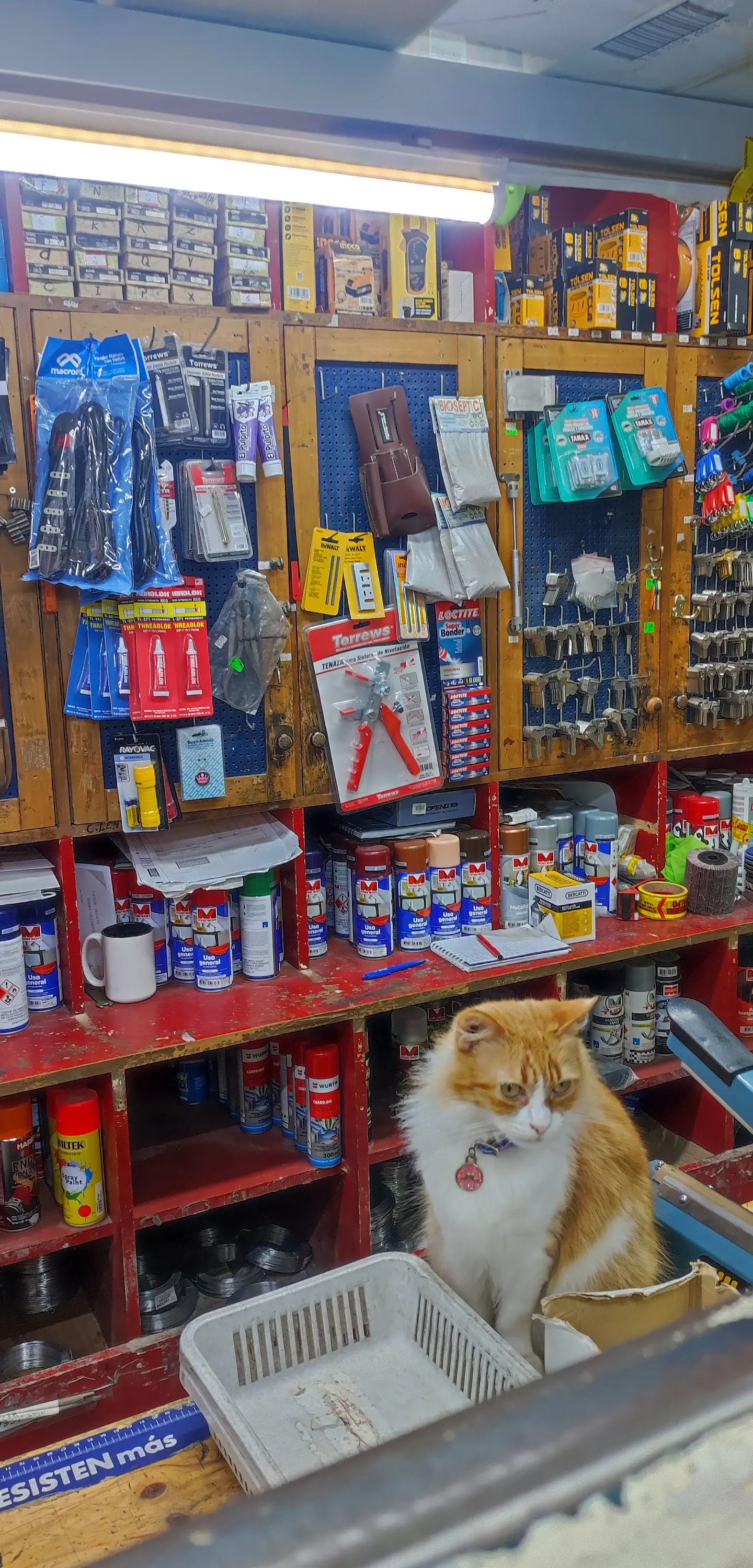 Imán gatito vendedor de Ferretería Francia  5