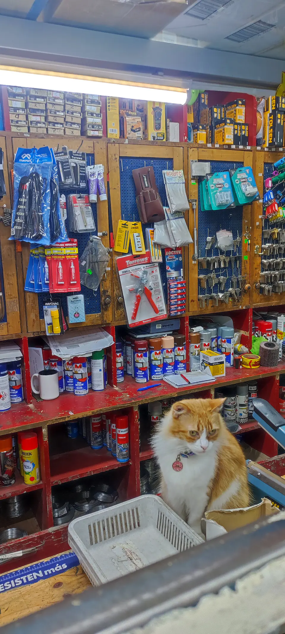 Imán gatito vendedor de Ferretería Francia  5