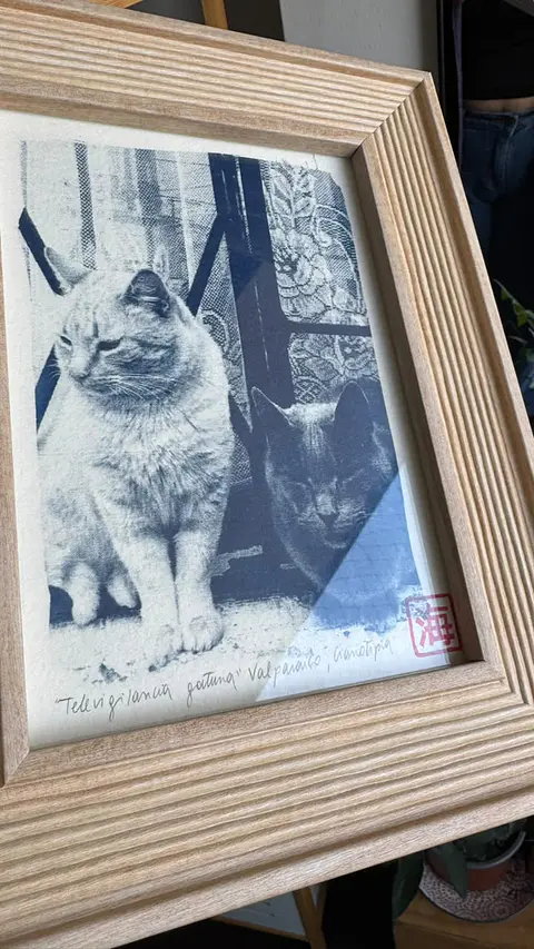 "Televigilancia gatuna"