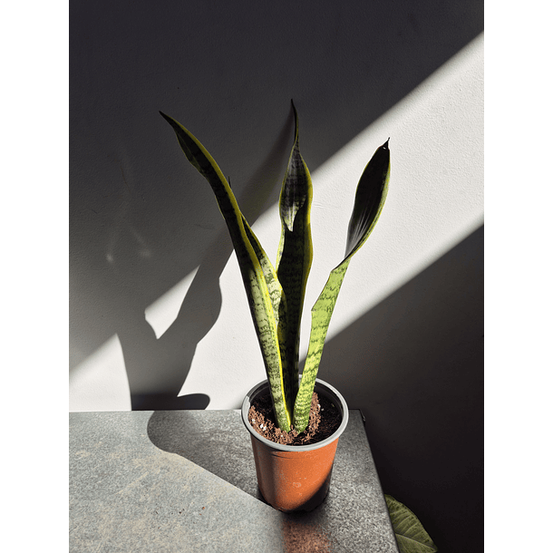 Sansevieria Laurentii (4 hojas) 1